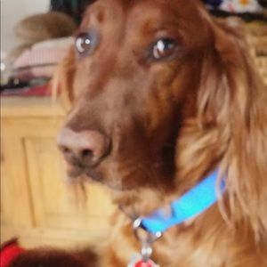 Meet your Posher, Tony